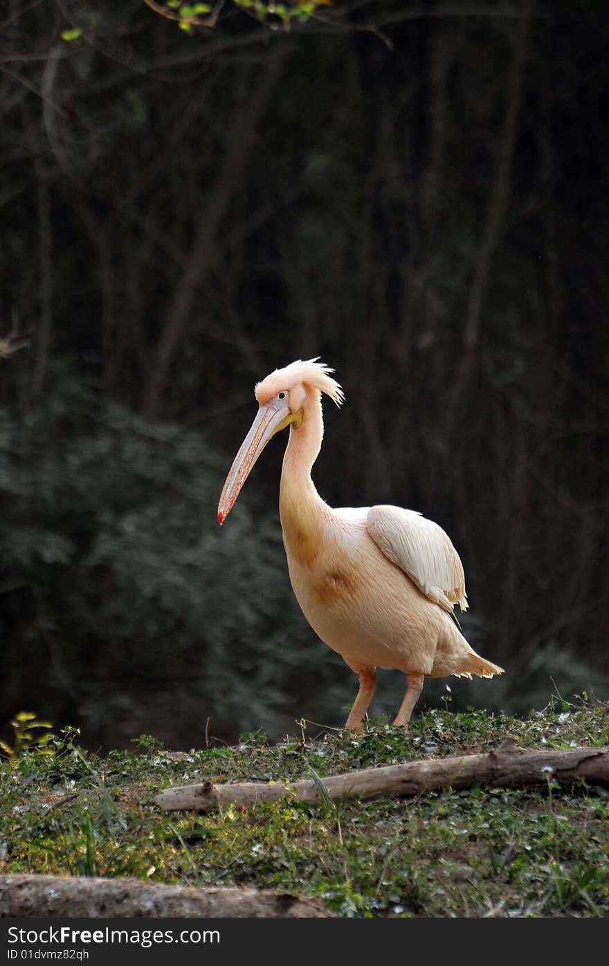 Pink pelican