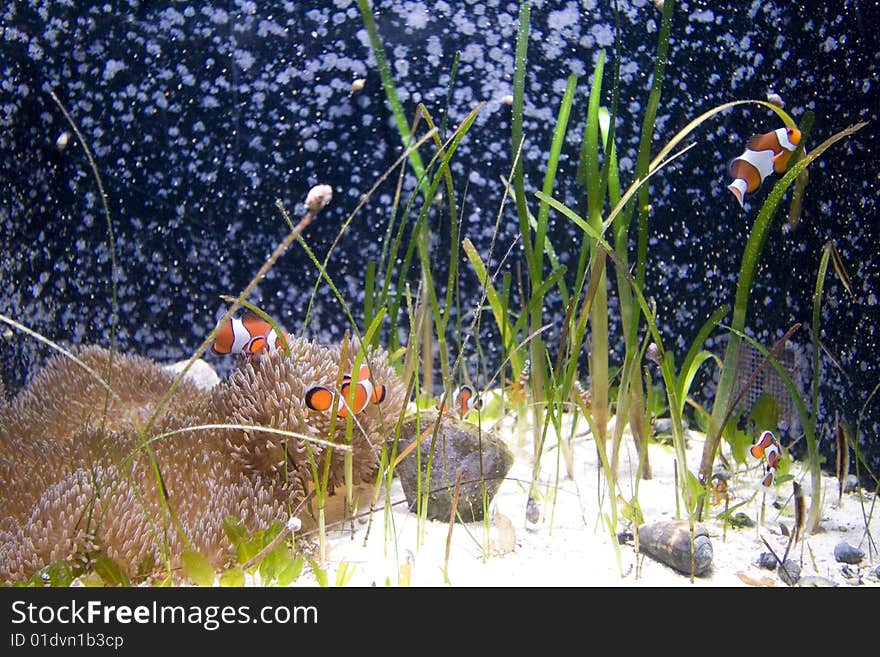 Cute Clown fishes