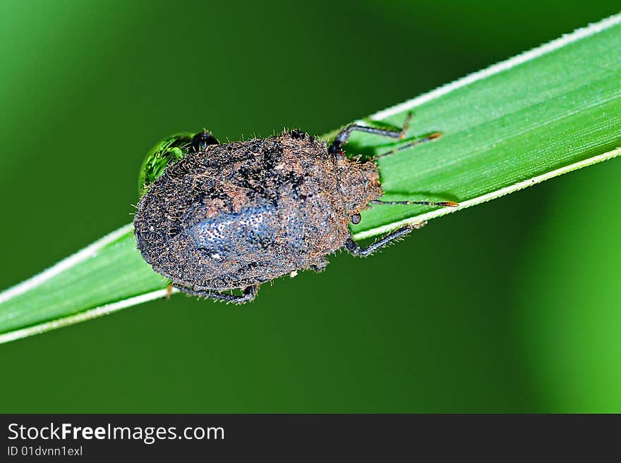 Black beetle in the park