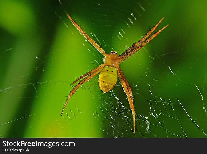 Yellow Spider And Web