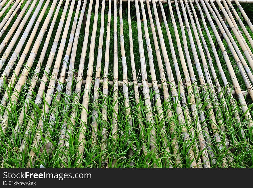 Dried Bamboo In The Park