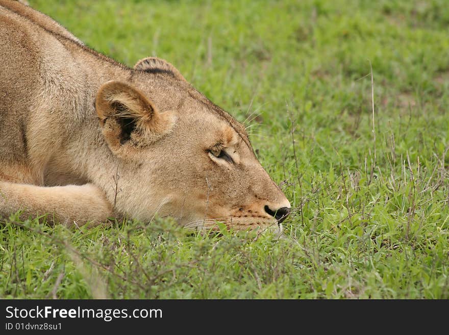 Lioness laying on the grass. Lioness laying on the grass