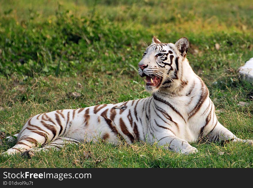 White tiger