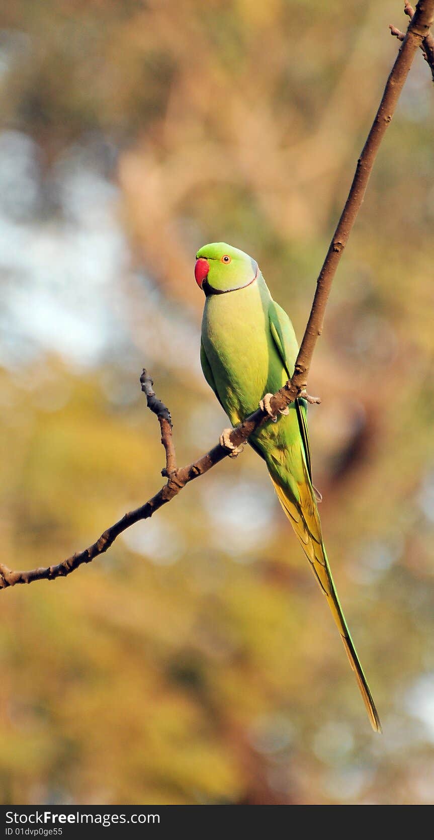 Indian green parrot sitting on the branch of the tree.