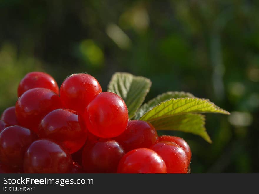 Cherries With Leaf