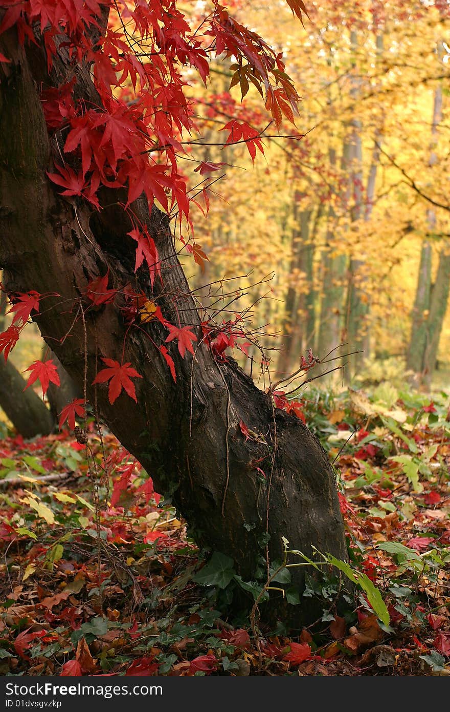 Scenic fall shot with red maple leafs. Scenic fall shot with red maple leafs