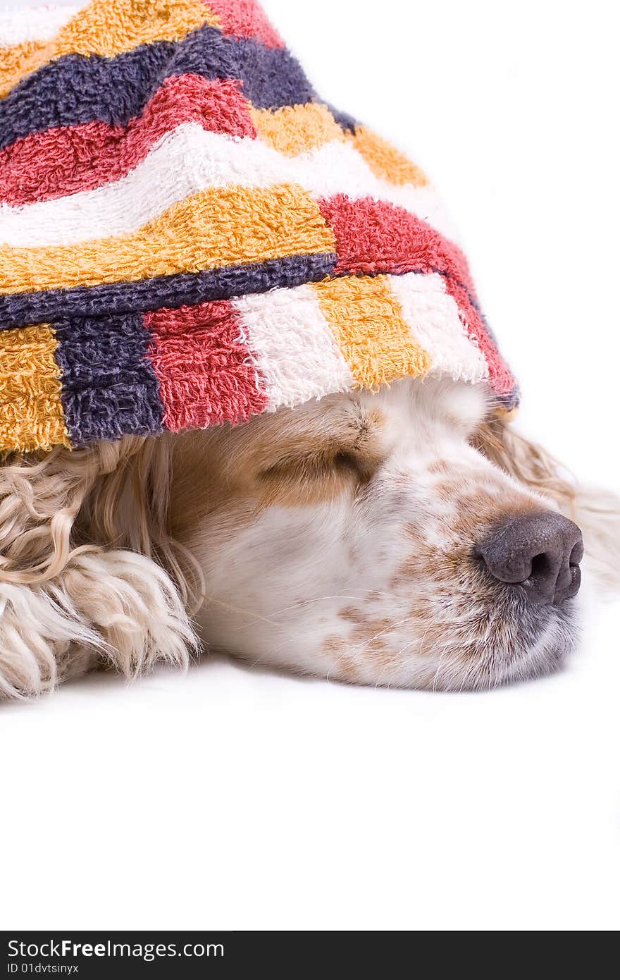 Cute dog on a white background