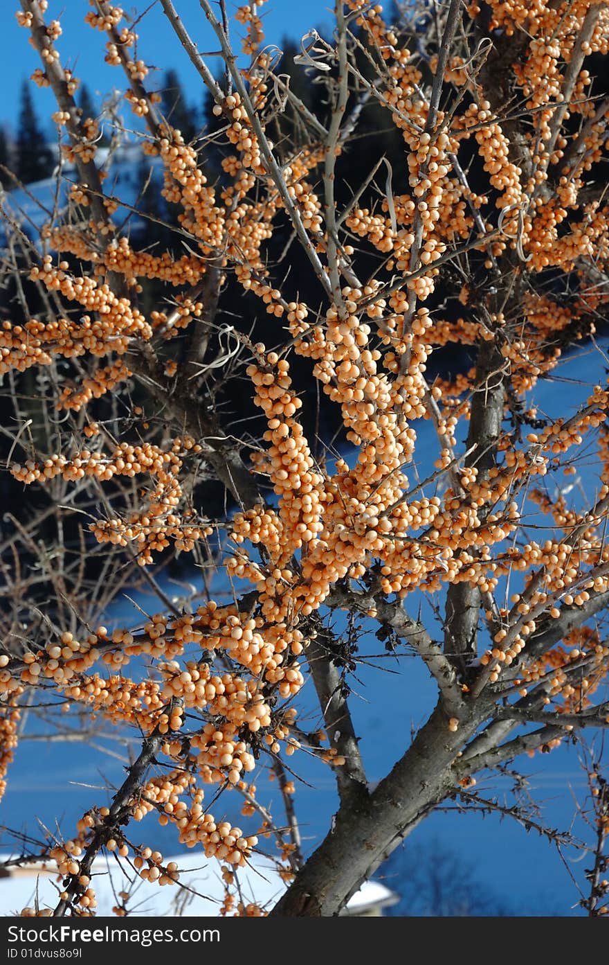 Common Sea-Buckthorn (Hippophae rhamnoides ). Common Sea-Buckthorn (Hippophae rhamnoides )