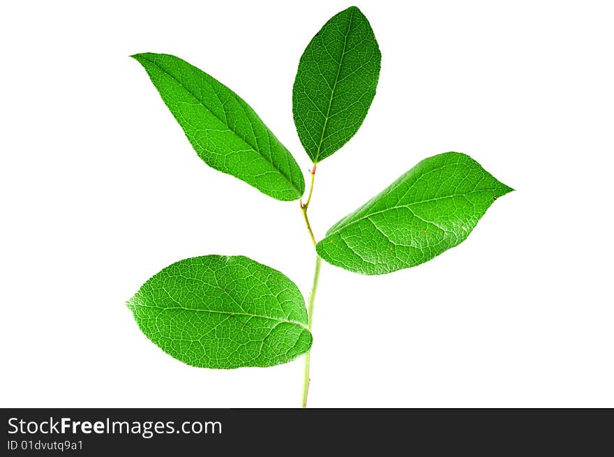 Green leaves on the white background. Green leaves on the white background