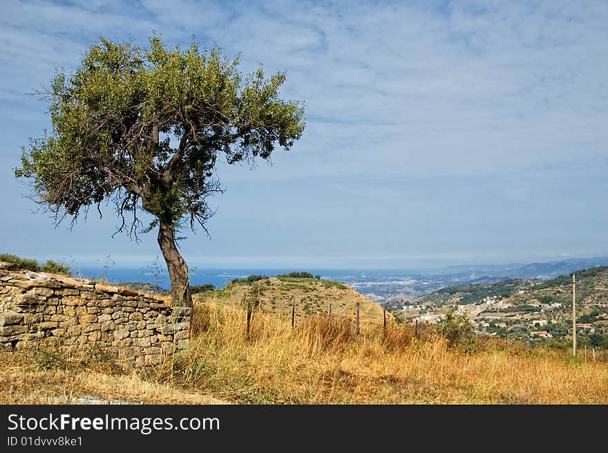 Old tree