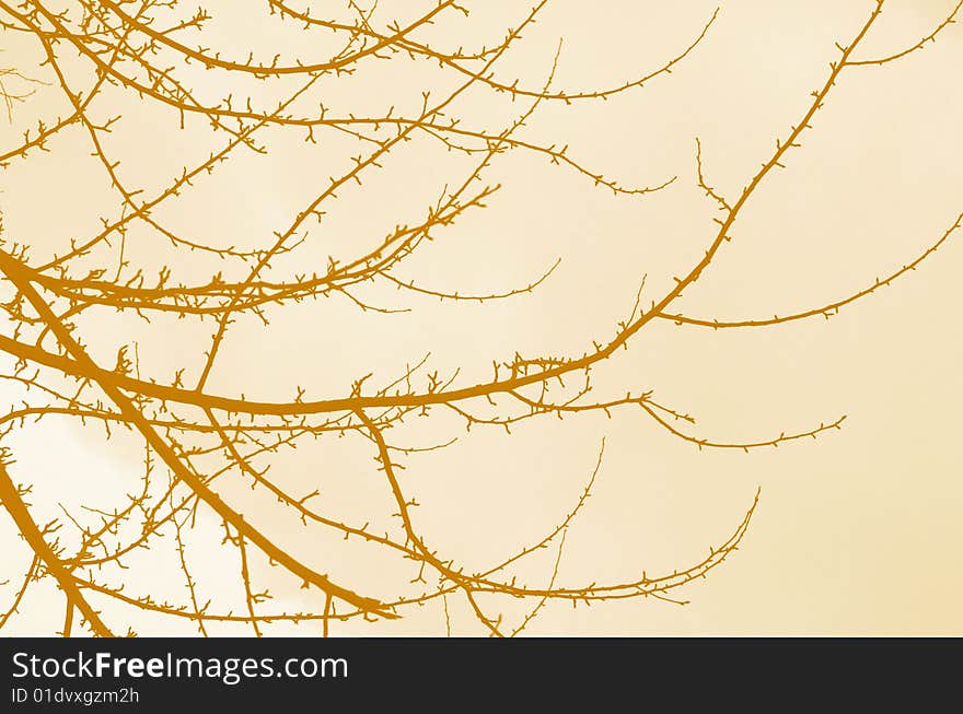 Silhouette of branches of tree