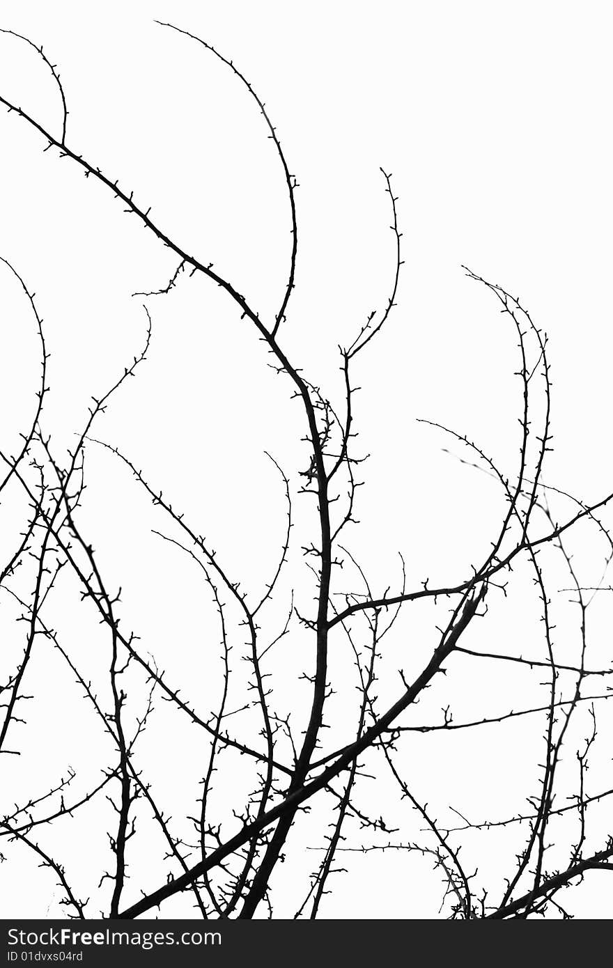 Branches Of Tree