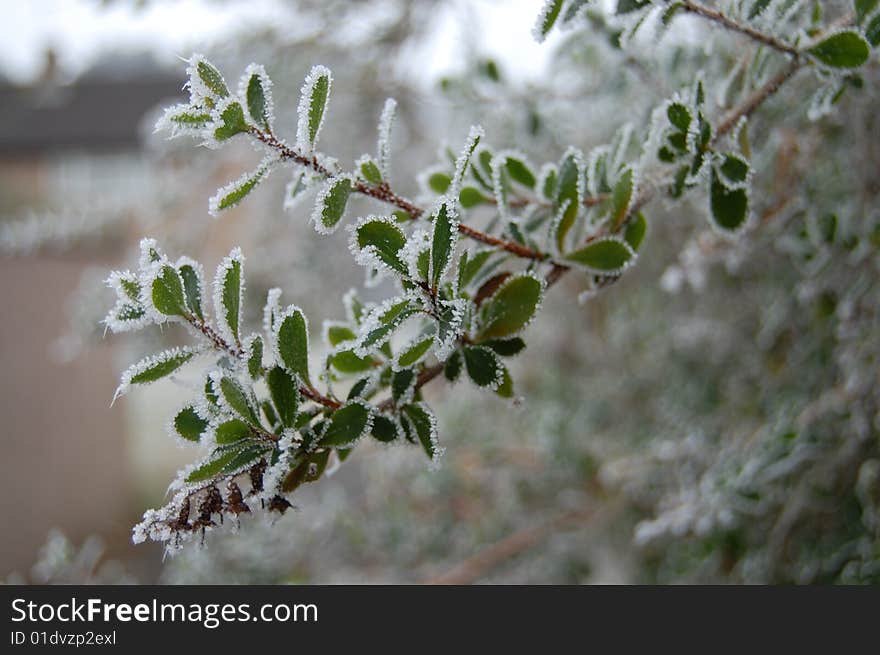 Tiny leaves with frosted edges. Tiny leaves with frosted edges