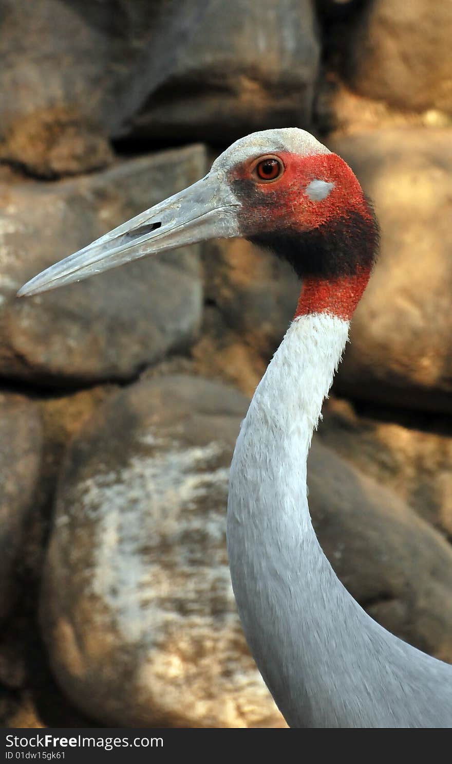 Painted stork