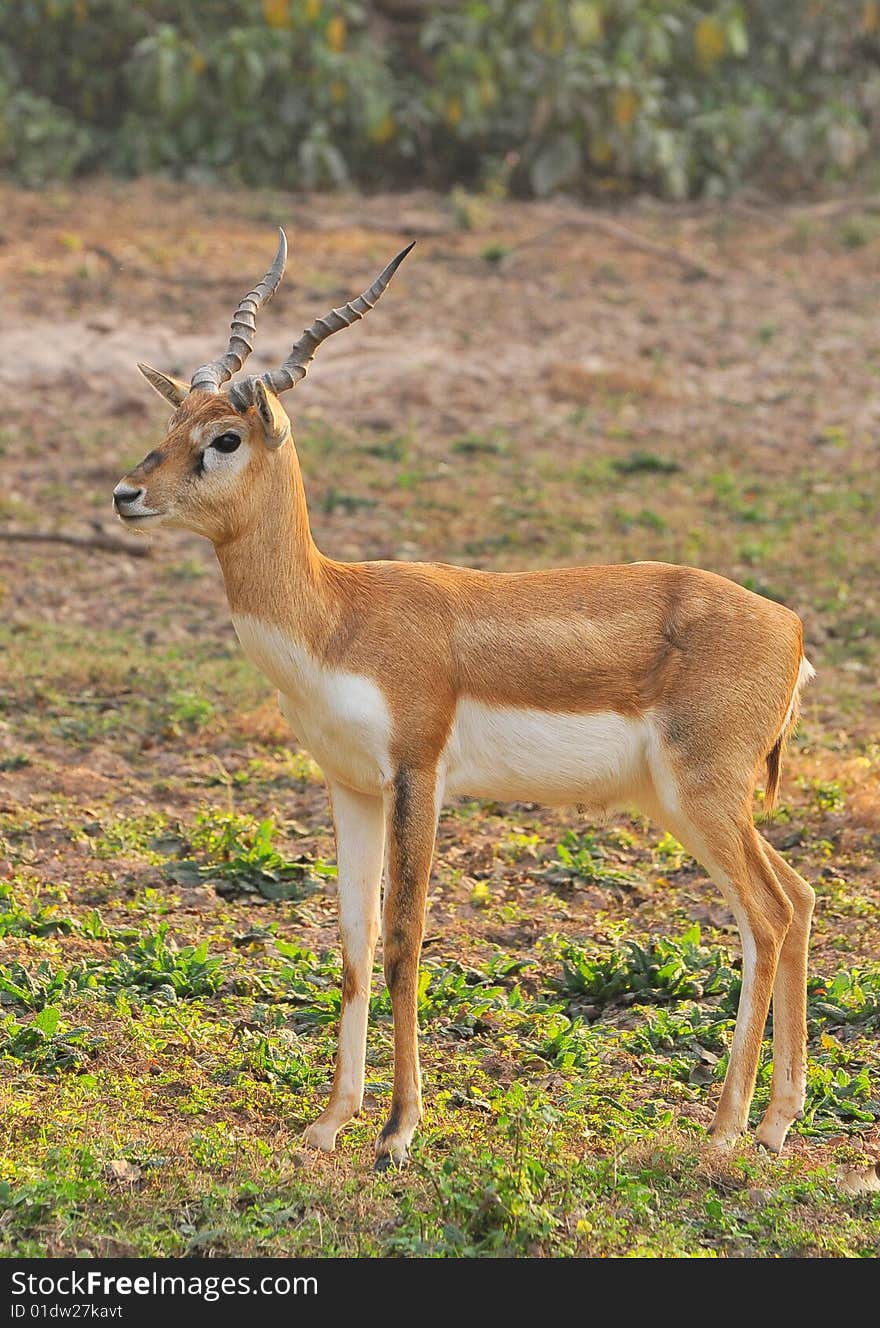 Chinkara Deer