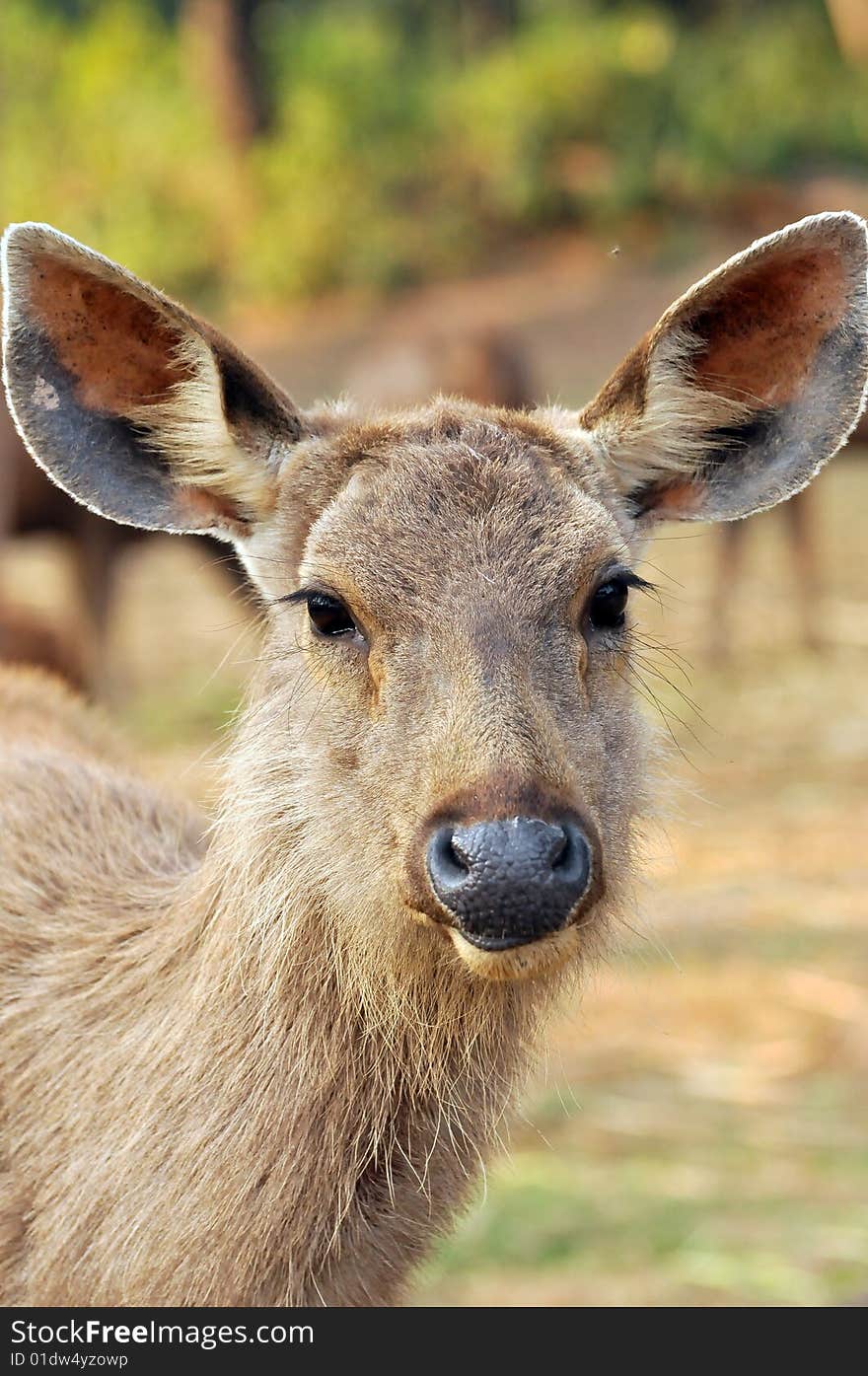 Chinkara deer