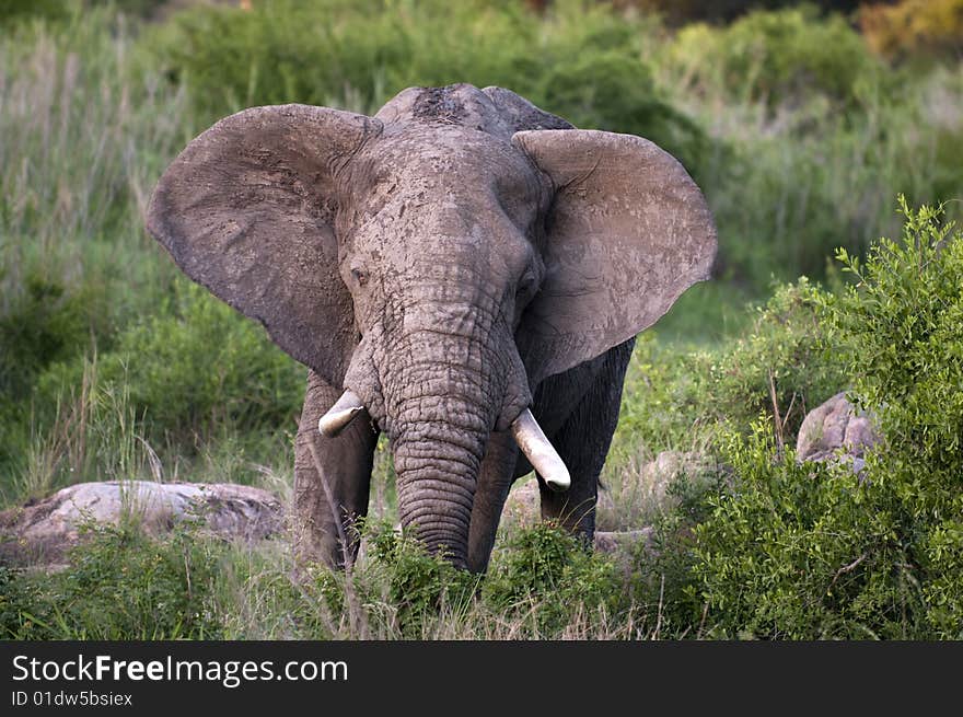 Elephant in Kruger Park