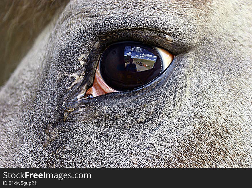 Horse,s eye with reflection of sky and fields from the eye itself. Horse,s eye with reflection of sky and fields from the eye itself.