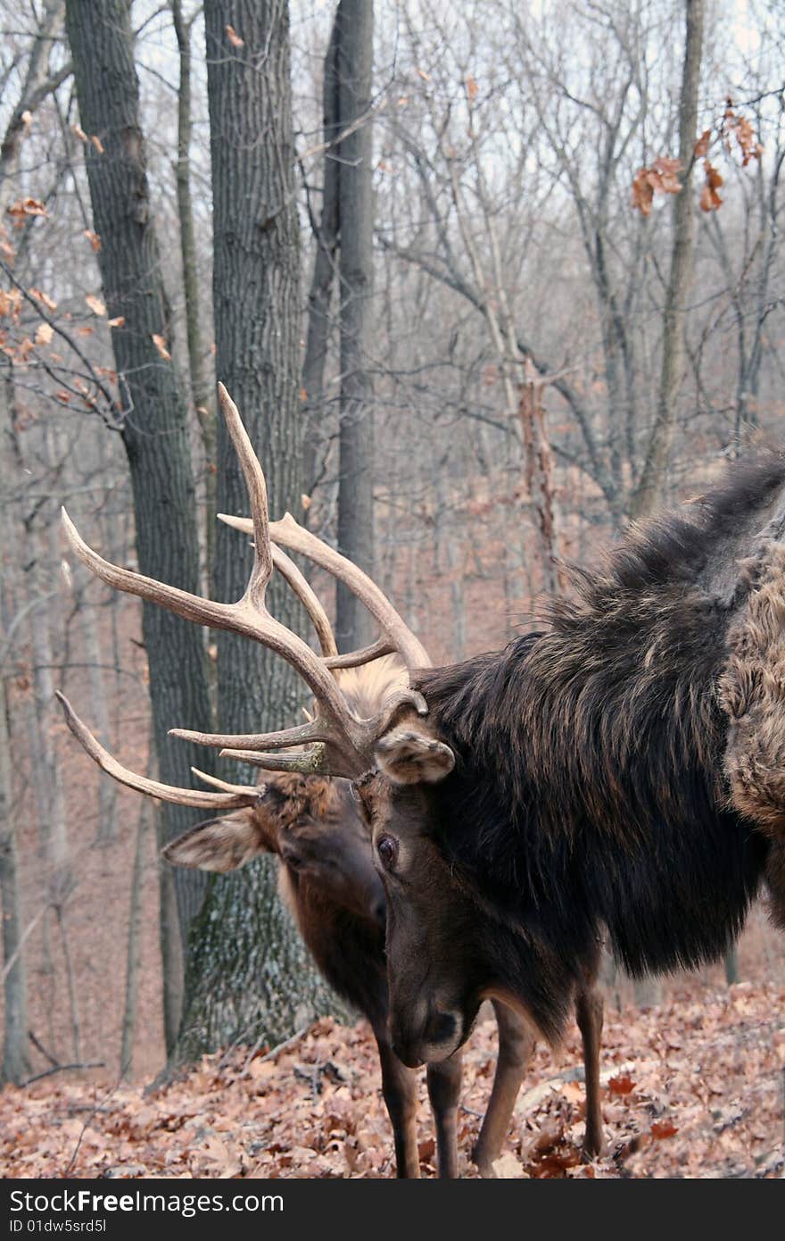 Two bull elks in forest