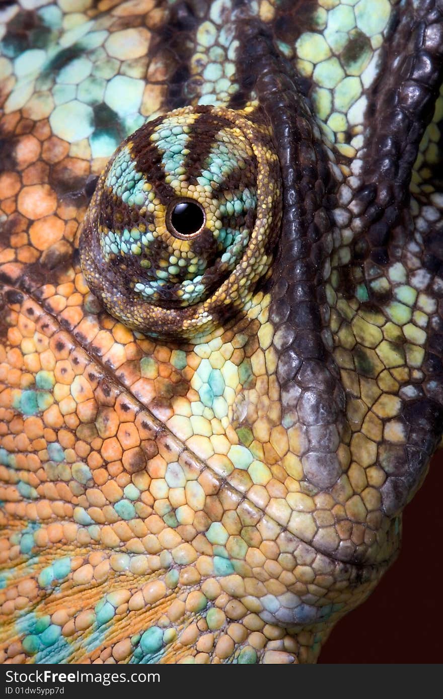 Chameleon close-up