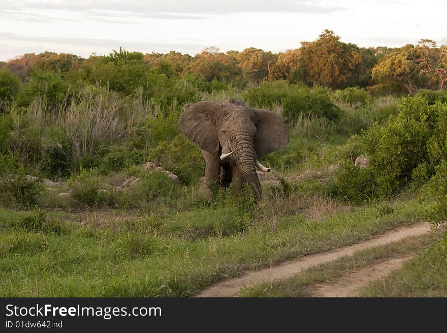 Elephant In Kruger Park