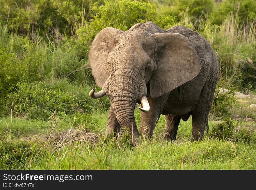 Elephant in Kruger Park