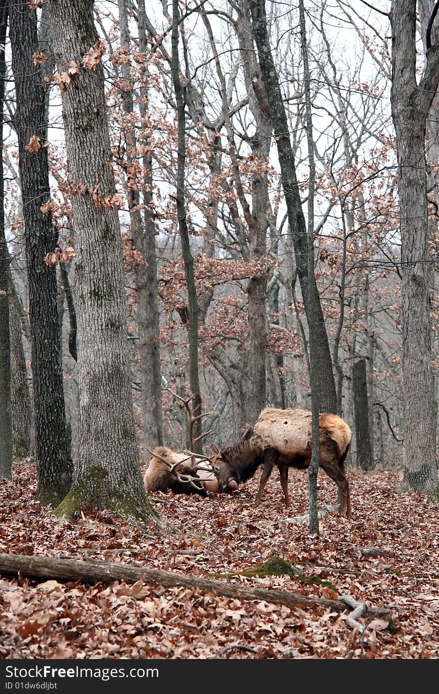 Two Bull Elks