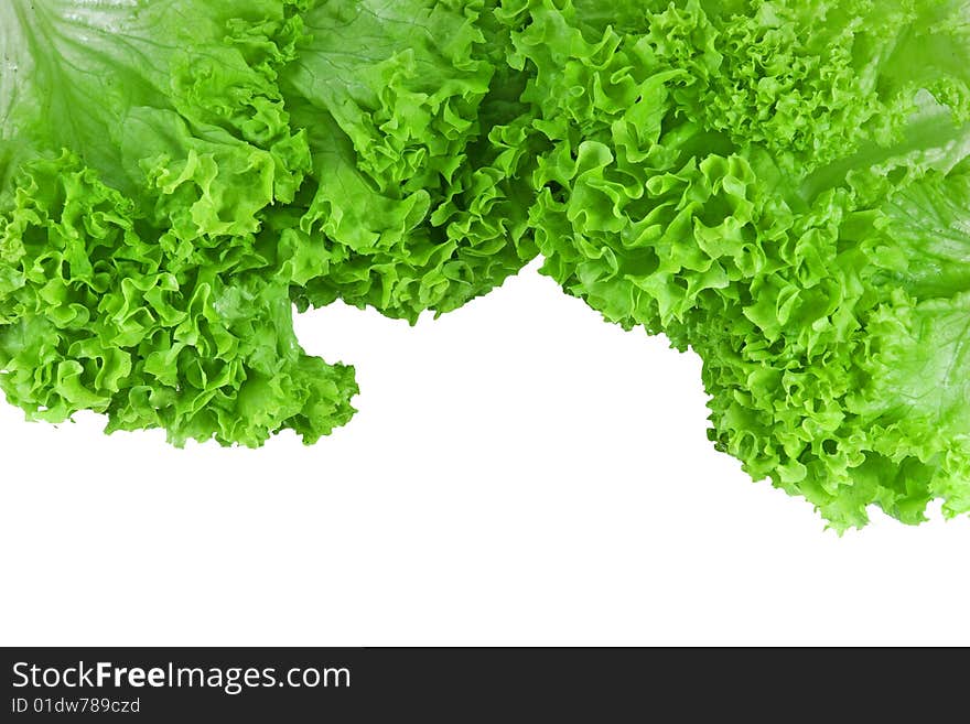 Fresh lettuce on white background