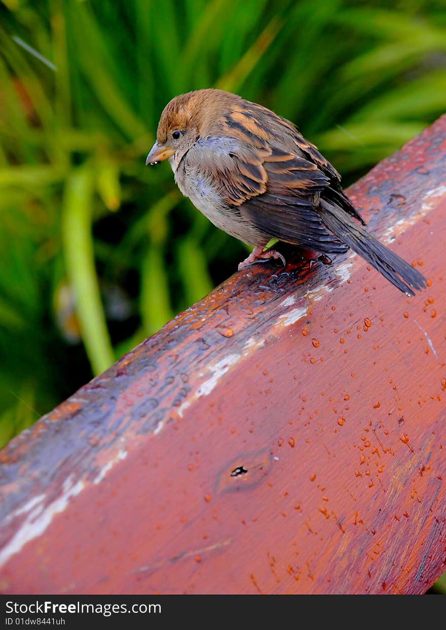 A little bird on the wood