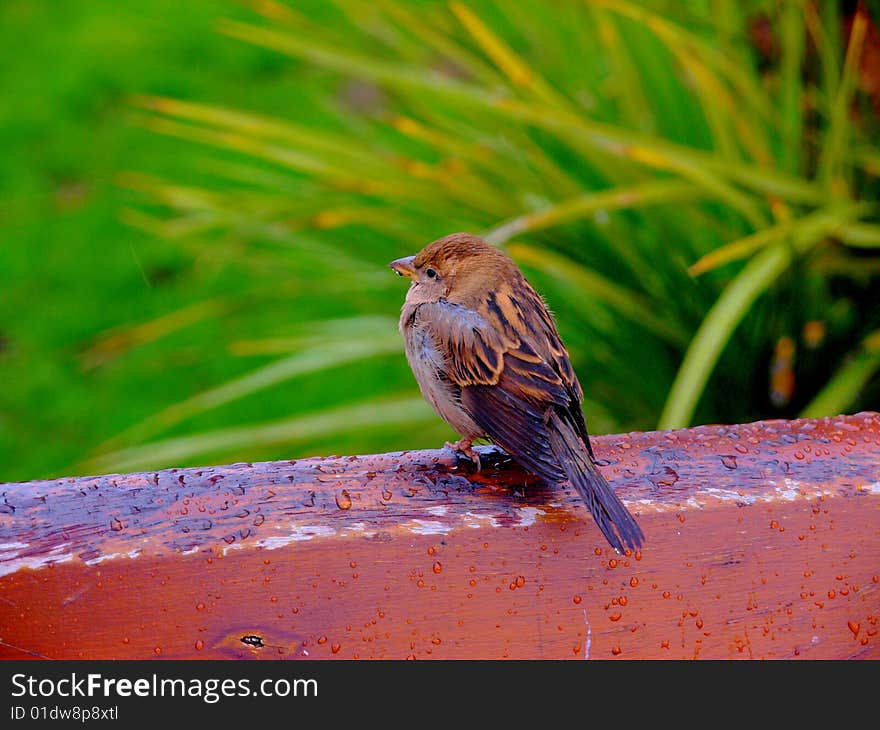 A little bird on the wood