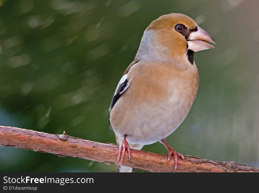 The Hawfinch, Coccothraustes coccothraustes, is a passerine bird in the finch family Fringillidae