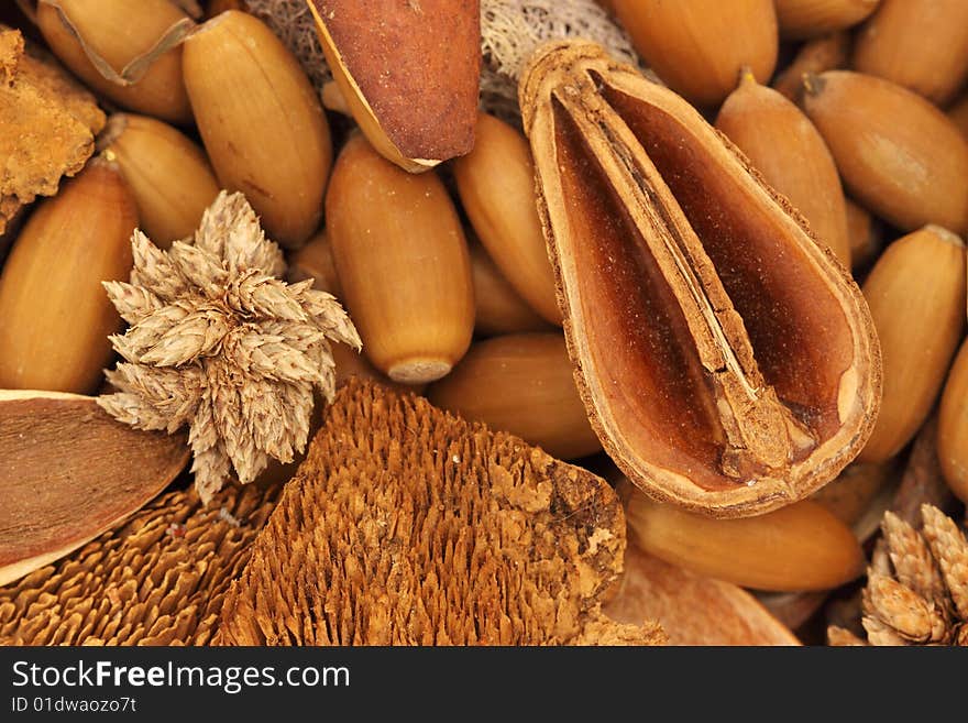 Dried plants and seeds - natural background