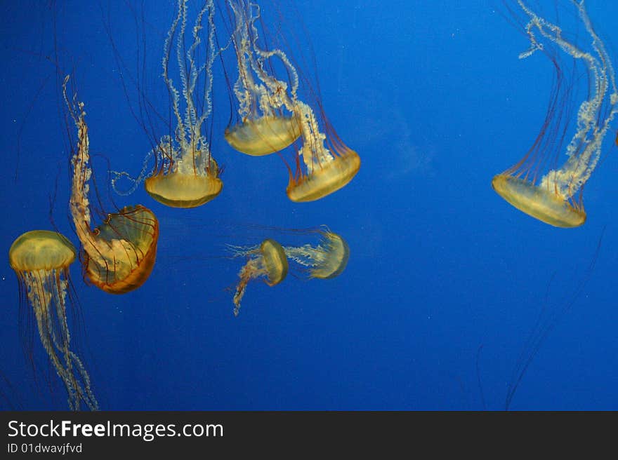 Deep sea diving with a camera... we caught a school of jellyfish.