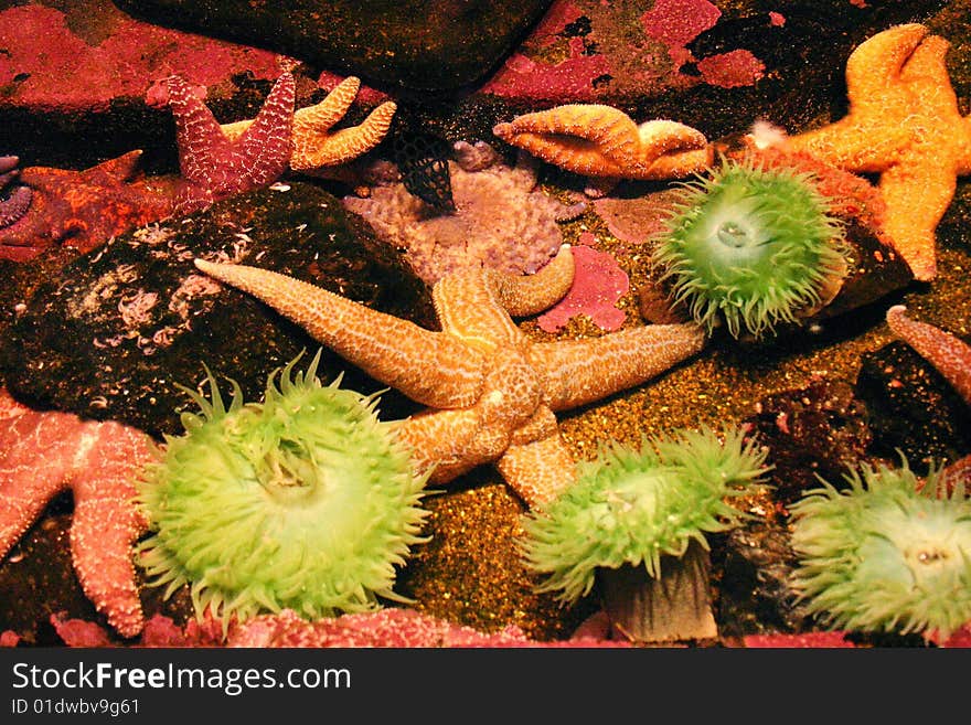 A group of starfish caught in the tidepools.