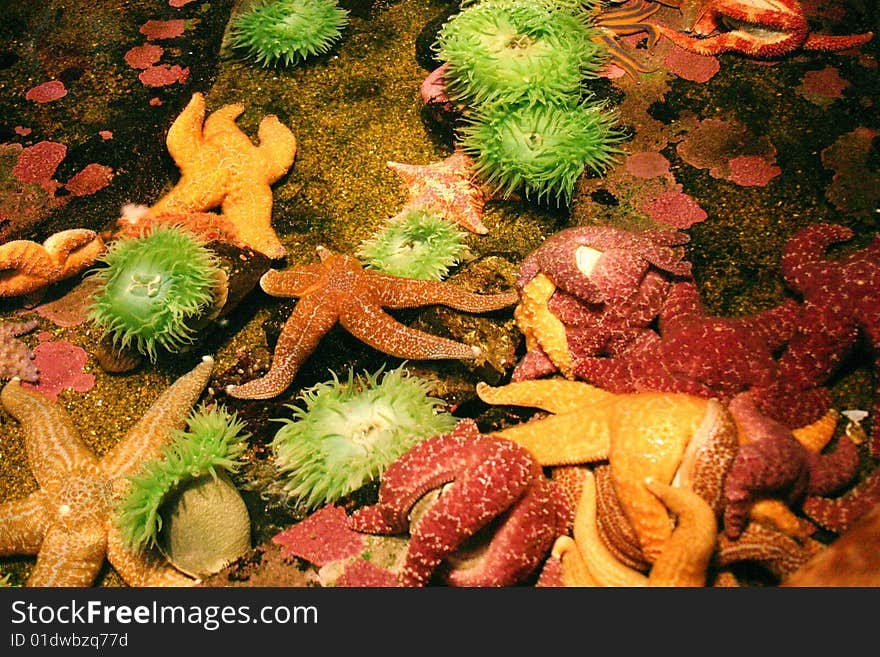 A group of starfish caught in the tidepools.