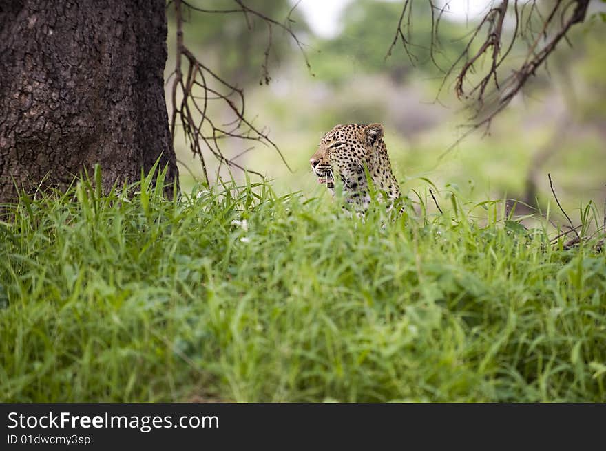 Leopard resting in the green at Kruger national park, South Africa