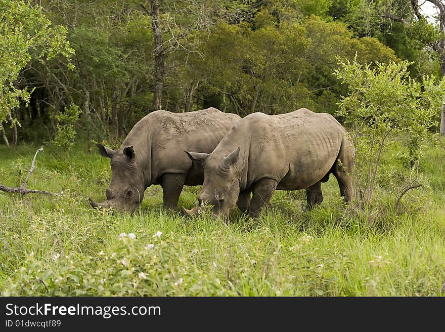 Rhino in Kruger Park