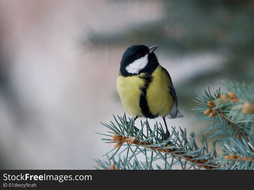 Great Tit