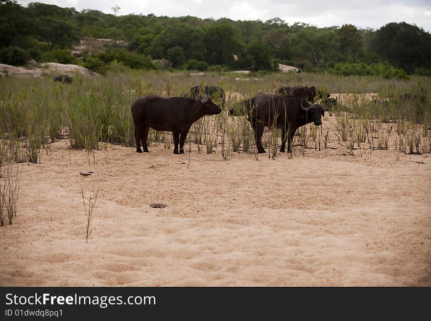 Buffalo bull in Kruger park