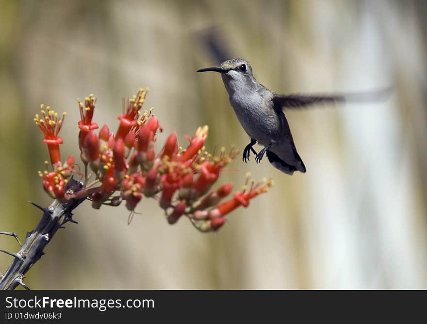 Hummingbird Ocotillo Blossom