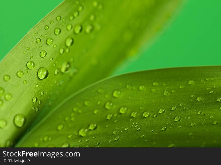 Two leaves of plant with drops