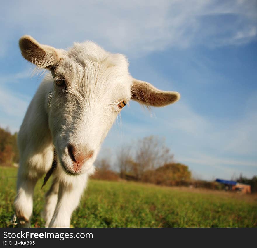 Kid On The Meadow