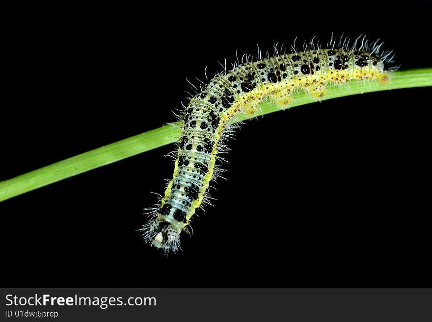 Caterpillar on a flower stalk, with black background. Macro photo shoot with Nikon D70S and Nikkor 60 f/2.8, f/14 @ 1/500 s. Caterpillar on a flower stalk, with black background. Macro photo shoot with Nikon D70S and Nikkor 60 f/2.8, f/14 @ 1/500 s