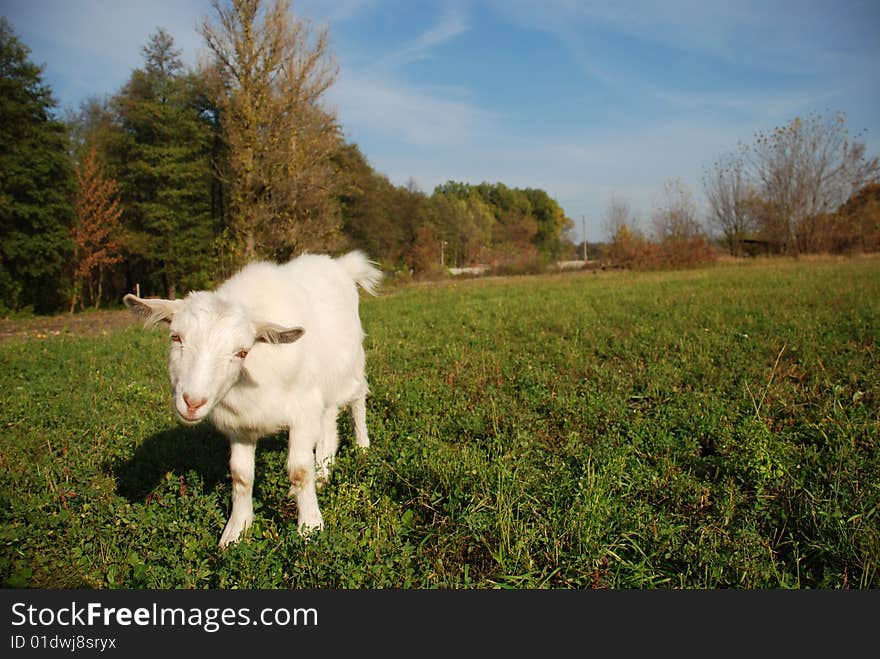 Kid on the meadow