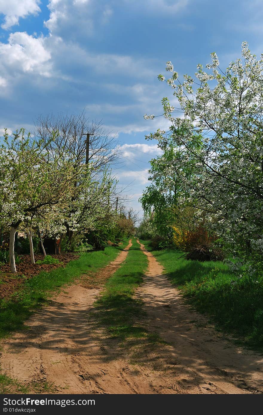 Rural road with flowers trees