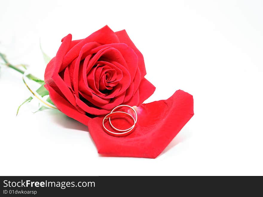 Photo of a rose and wedding rings on a white background. Photo of a rose and wedding rings on a white background.