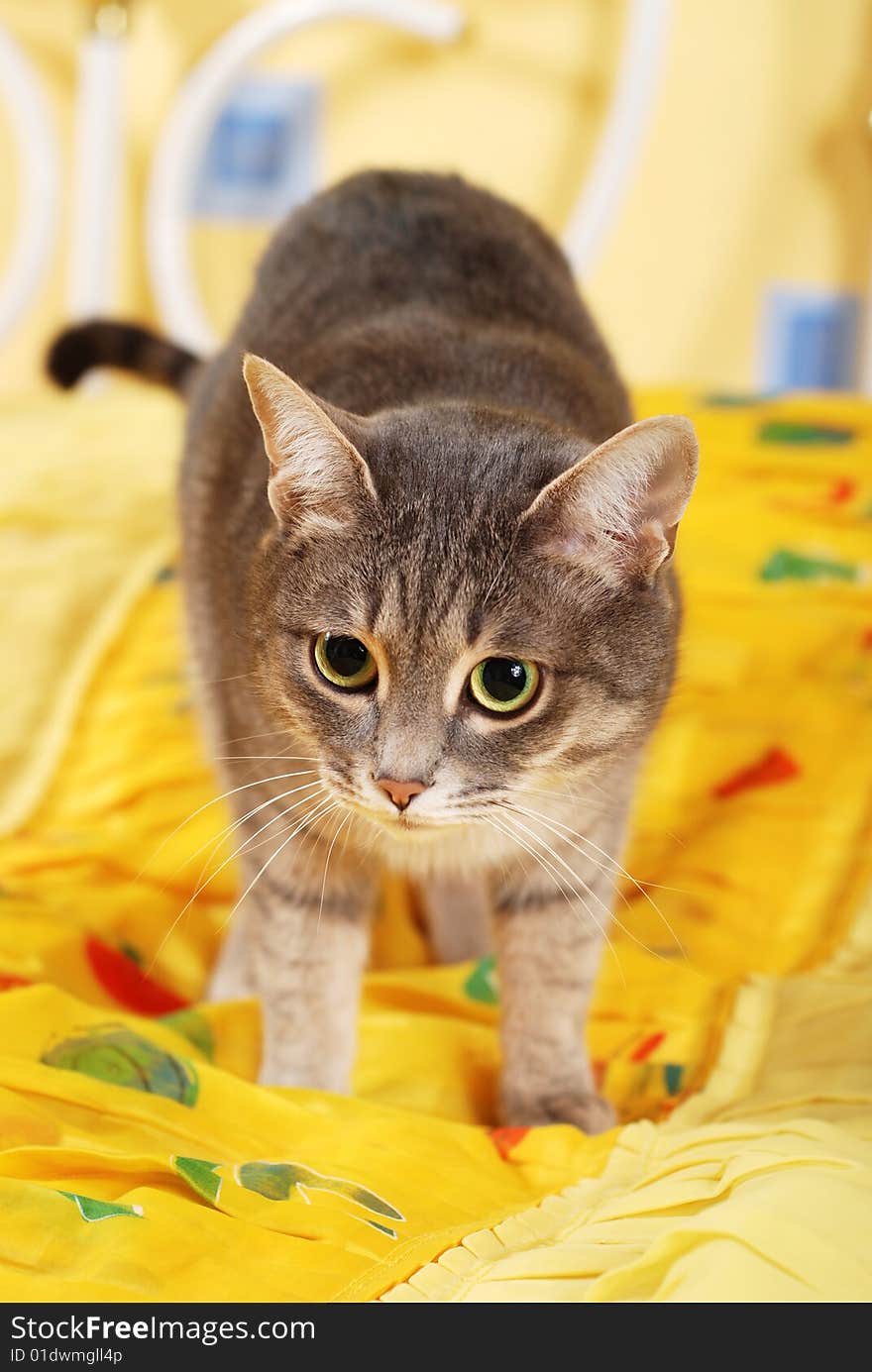 Striped domestic cute cat at the bedroom