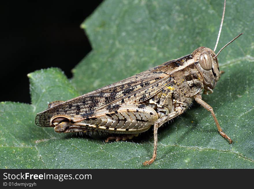 The grasshopper sits on green sheet, a side view.