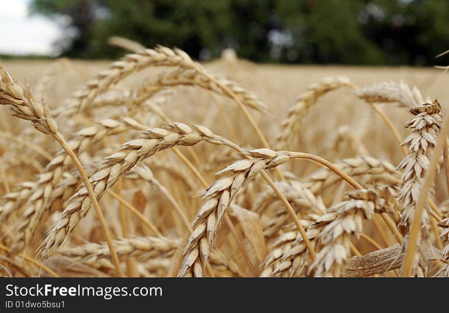 Ripe ears of wheat the macroshootings in the field photographed in a mode