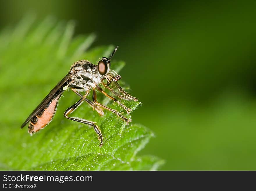 Unusual fly species sitting on the edge of a leaf. Unusual fly species sitting on the edge of a leaf